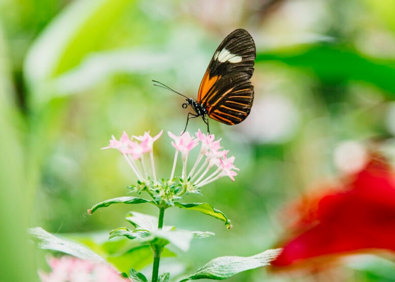 Butterflies At Meijer Gardens