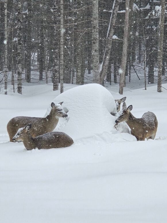 Snow Storm, March 2026