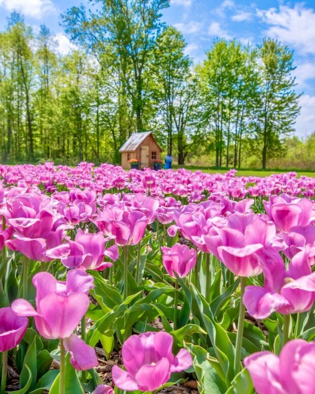 Debuck's Tulip Festival-