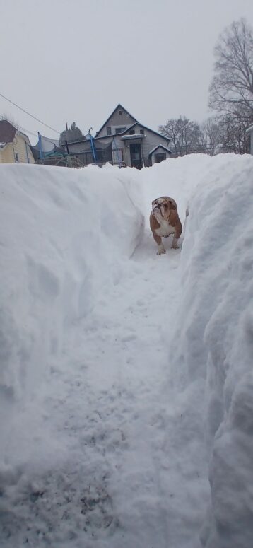 Snow Storm, March 2026
