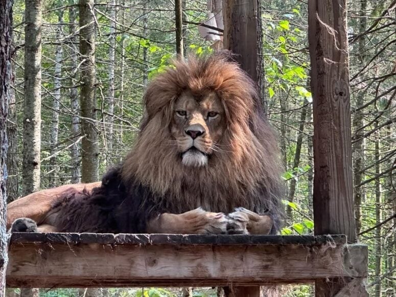 Garlyn Zoo Wildlife Park