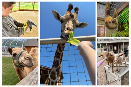 Michigan Animal Encounters