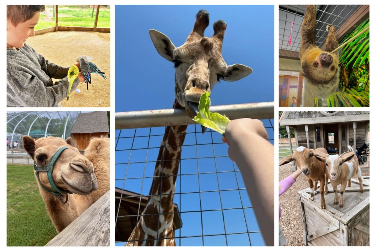 Michigan Animal Encounters