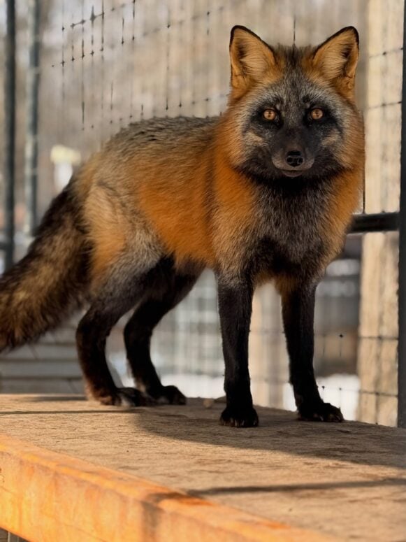 Foxes Journey Sanctuary