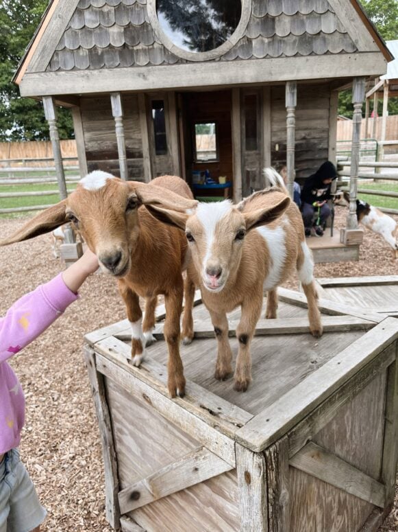 Deer Tracks Junction