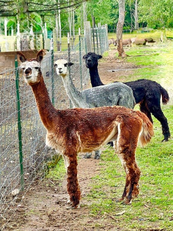 Lowry's Little Flock Farm