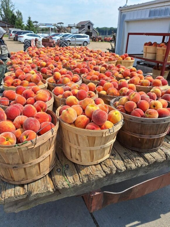Anderson &Amp; Girls Orchards-
