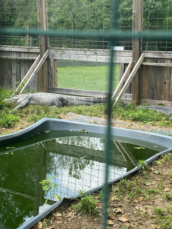Critchlow Alligator Sanctuary