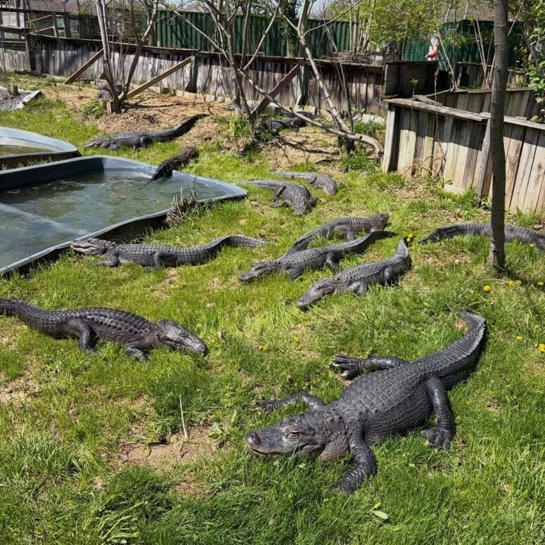 Critchlow Alligator Sanctuary