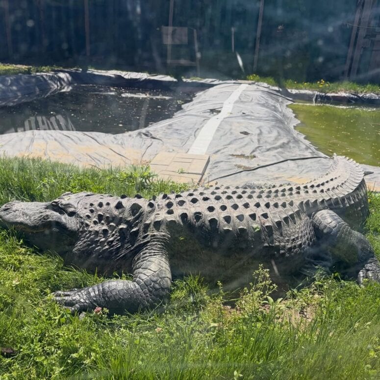 Critchlow Alligator Sanctuary