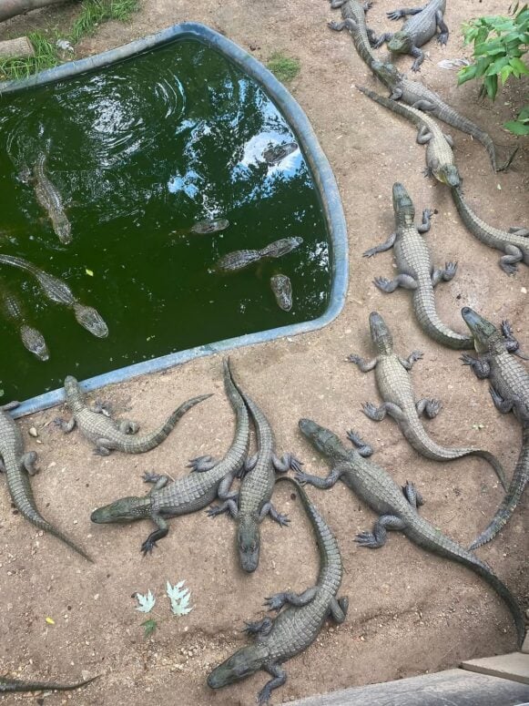 Critchlow Alligator Sanctuary