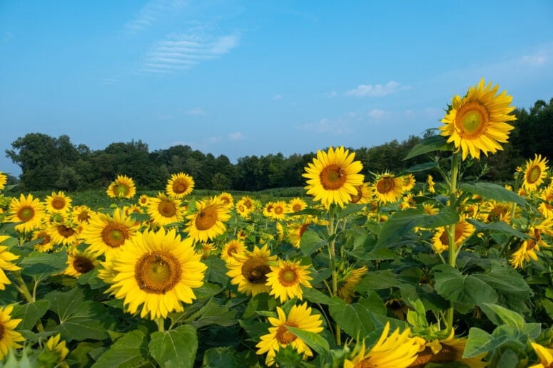 Debucks Sunflower Festival 2025-12
