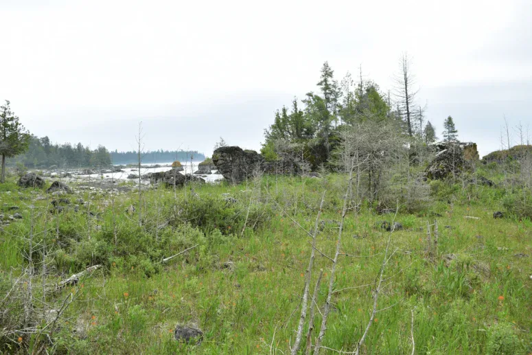Bush Bay