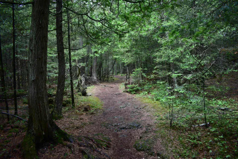 Narnia Trail Bush Bay Path