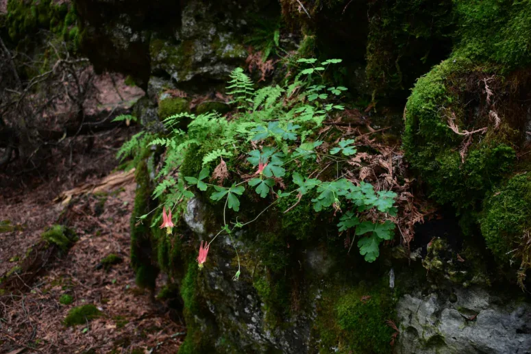 Narnia Trail Closeup