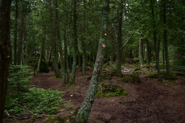 Narnia Trail Trees