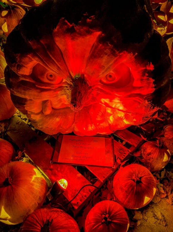 Shepherd Pumpkin 3