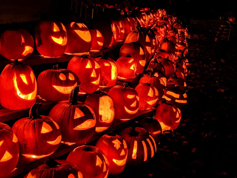 Shepherd Pumpkin 4